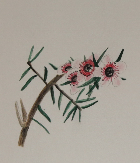 Thetræ, Leptospermum (Myrtaceae)